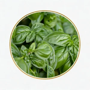 Basil