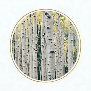 Birch