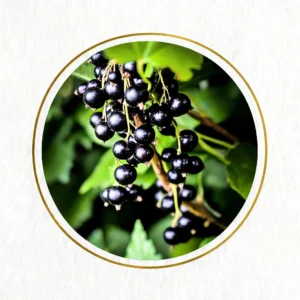 Black Currant