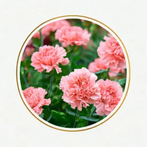 Carnation
