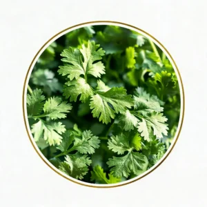 Coriander