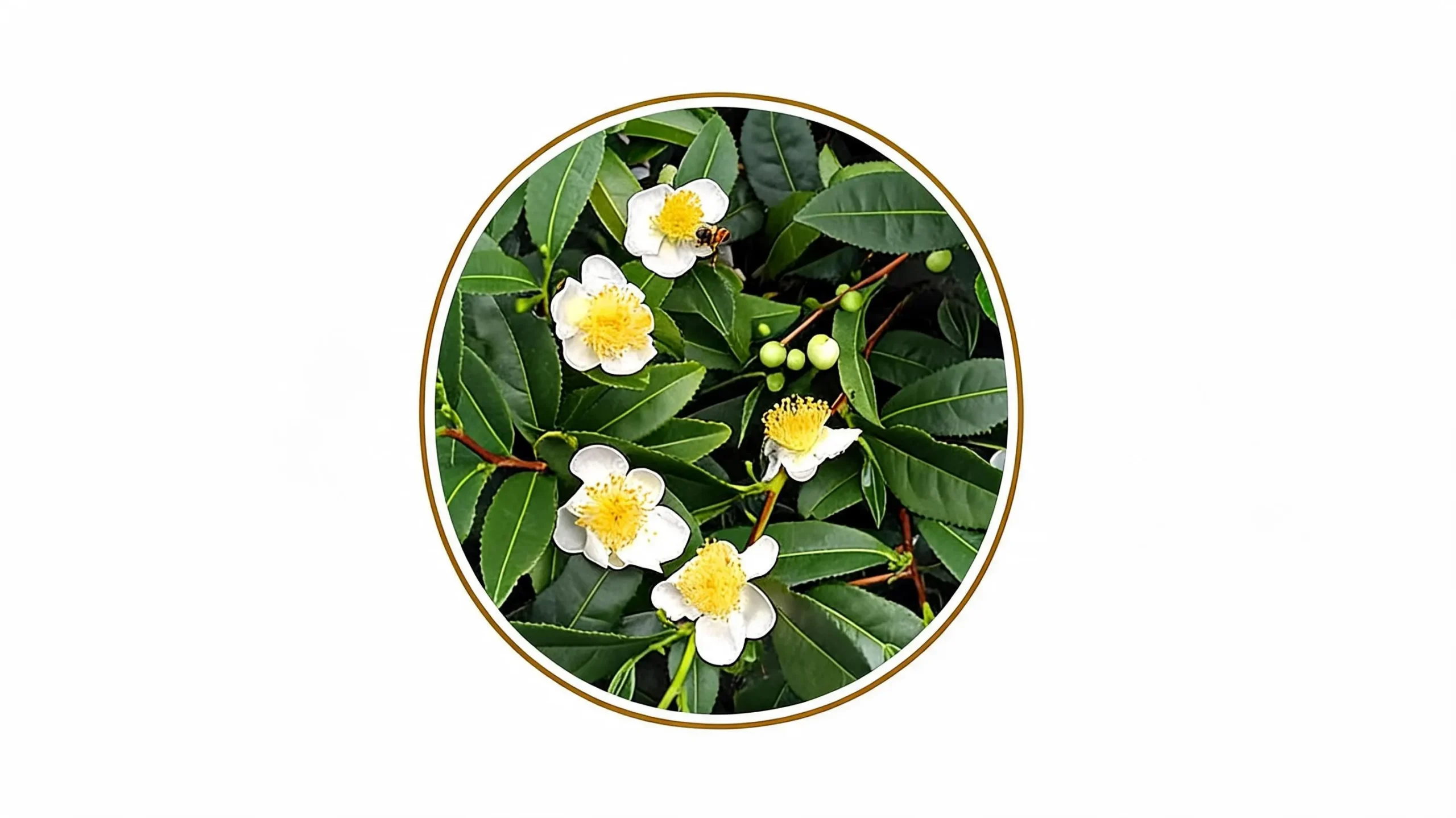 Green Tea Flower