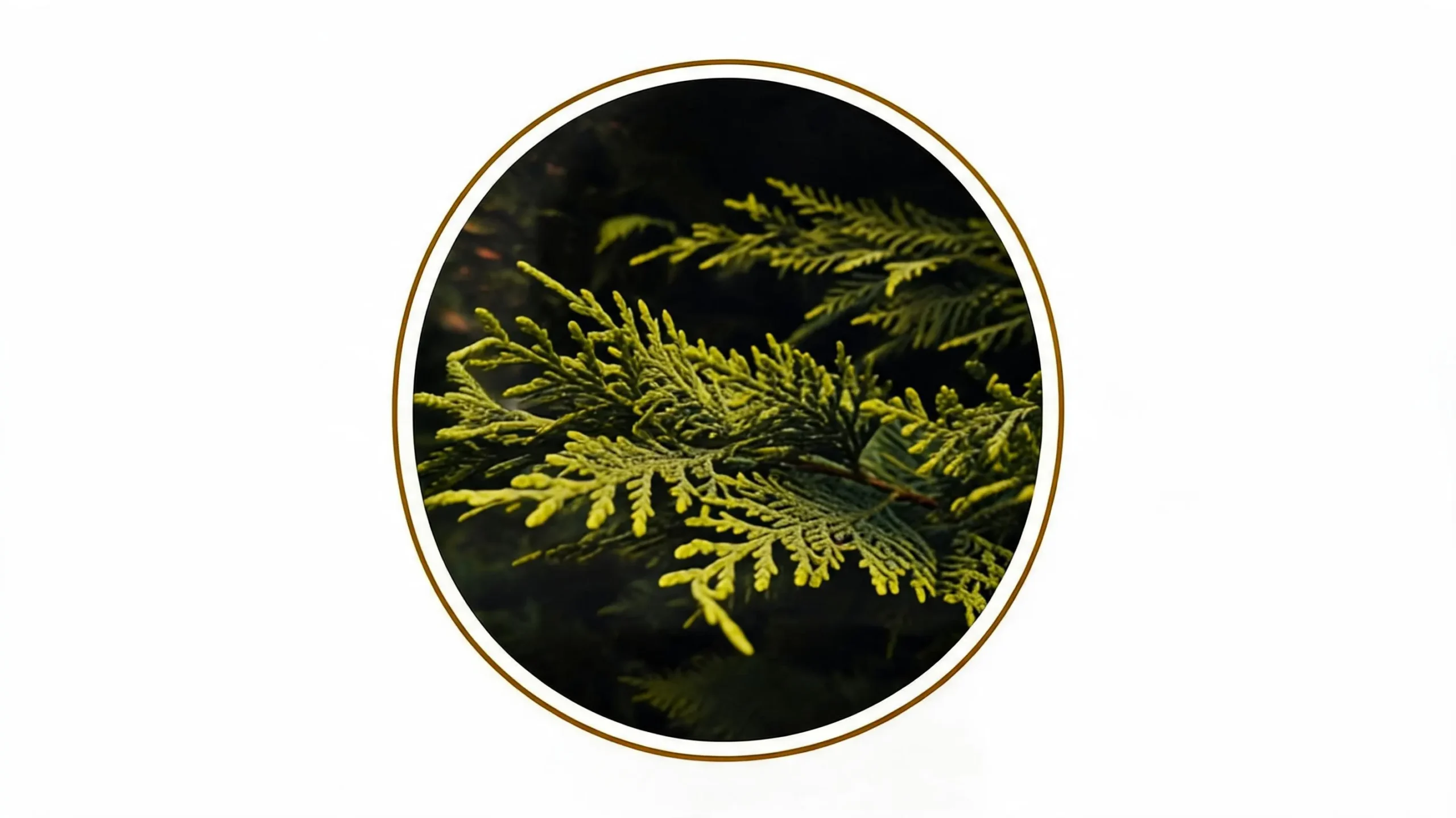 Juniper