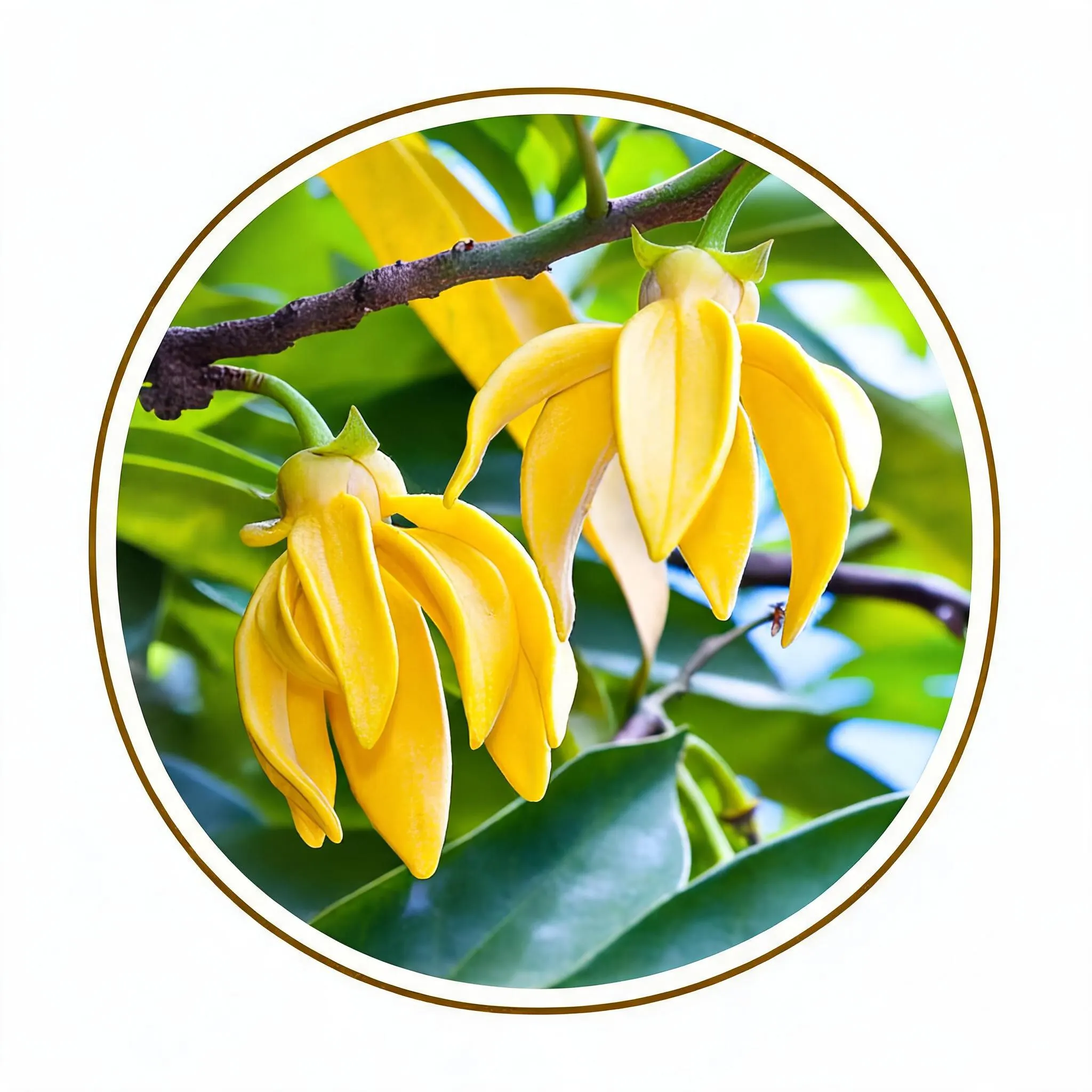 Ylang-Ylang